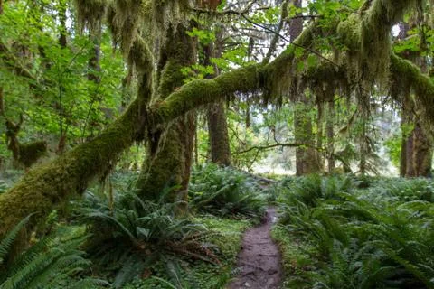 A tree and a path in the Hoh Rainforest Stock Photos