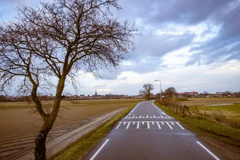 Tree and pathway between agricultural fields of the Netherlands landscape tulips Stock Photos