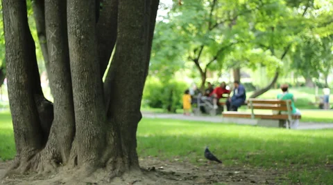 Tree and People in the Park Stock-Footage 39373547