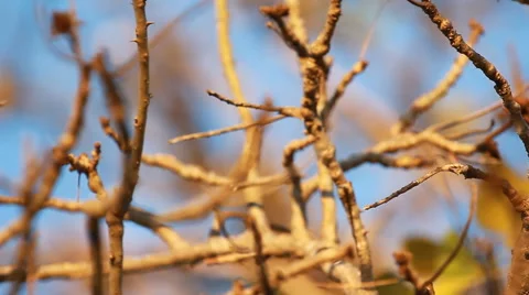 Tree and Perch Stock Footage 67679097