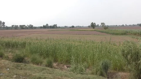 The tree and plants in the fields Stock Footage 111887213