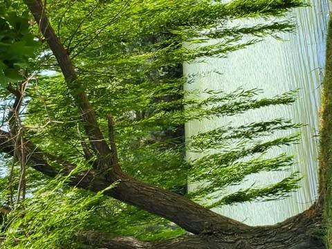 Tree and pond Stock Photos