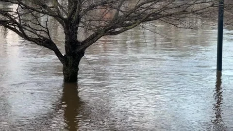 Tree and post submerged in flood water in Worcester UK Floods January 2024 Stockbeeldmateriaal 261795633