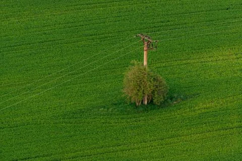 Tree and power line Foto stock