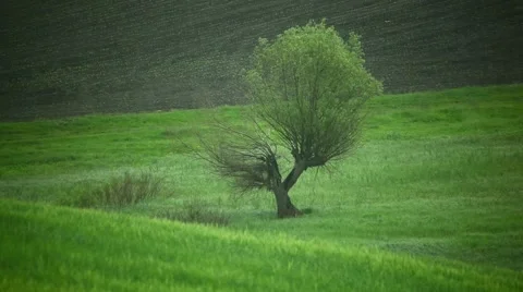 Tree and the rain Video stock 957252