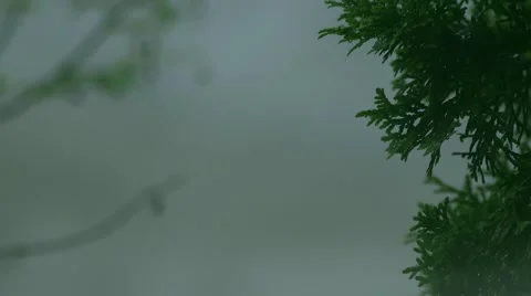 Tree and Rain Видео 50939456