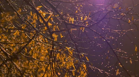 The tree and rain by the night lantern background, night time, real time capture Video stock 47527308