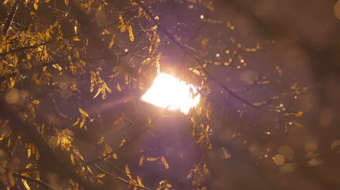 The tree and rain by the night lantern background, night time, real time capture Stock Footage 47527334