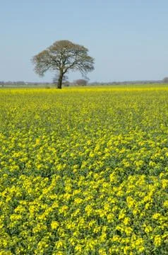 Tree and rapeseed Stock Photos