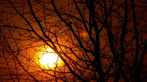 Tree and red sunrise .4K (4096x2304)   Time lapse without birds, RAW output Stockbeeldmateriaal 48648340