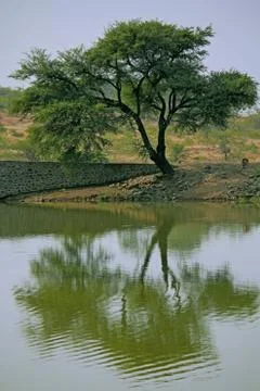 Tree and reflection Stock Photos