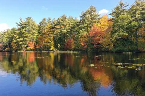 Tree and reflection Fotos de archivo