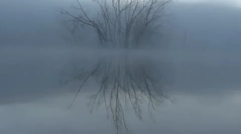 Tree and reflection in the water Stock Footage 45647403