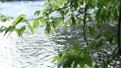 Tree and river 動画素材 8656886