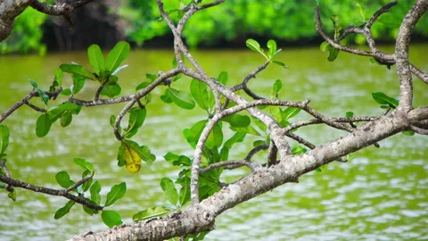 Tree and river Stock Footage 94486714