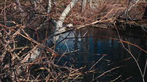 Tree and river Stock-Footage 331656949