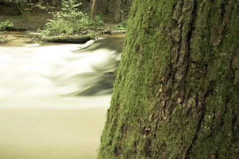 Tree and river Foto stock