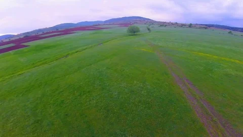 Tree and road-dron 2 Video stock 81695350