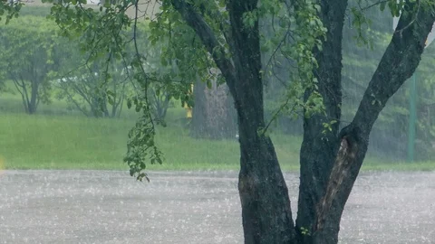 A tree and road during a heavy rain storm Stock Footage 91508456