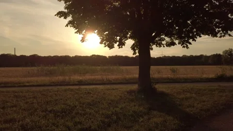 Tree and Road with Fork during Sunset Vidéo 135903726