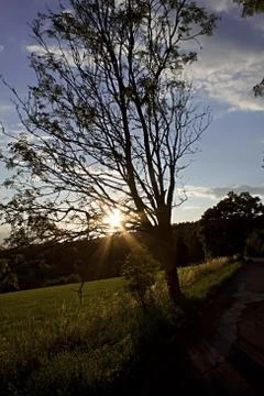 Tree and road in sunset Stock Photos