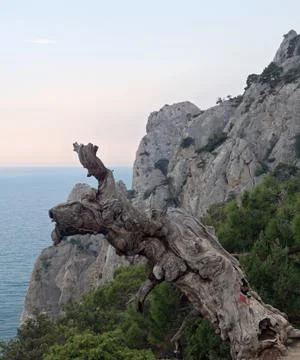 Tree and rock Stock Photos
