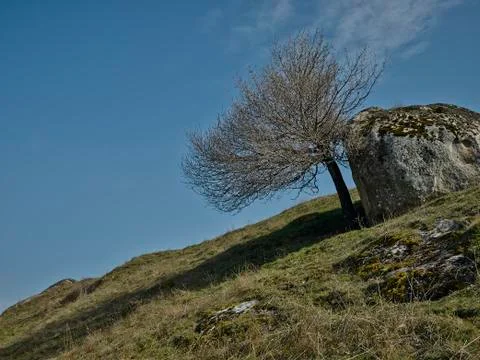 Tree and rock Stock Photos