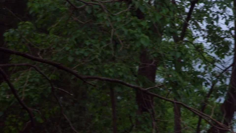 Tree and rooftop of Shaolin temple Stockbeeldmateriaal 89761997
