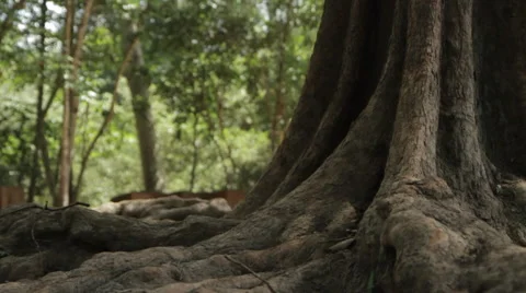 Tree And Roots Outside Ta Prohm Stock Footage 42754874