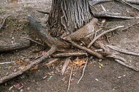 Tree and Roots. Фото