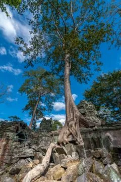 Tree and ruin Stock Photos