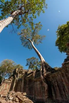 Tree and ruin Foto stock