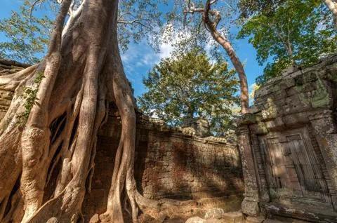 Tree and ruin Stock Photos