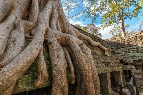 Tree and ruin Stock Photos