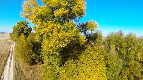 Tree and rural landscape. Stock Footage 45305517