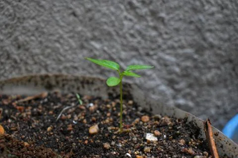 Tree and sand Stock Photos