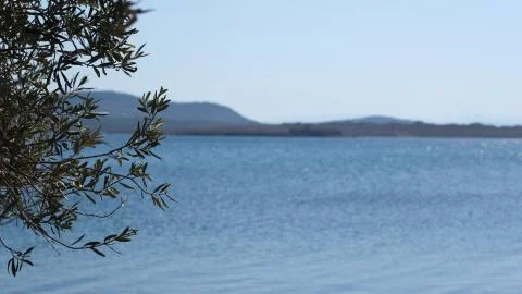 Tree and sea Stock Photos