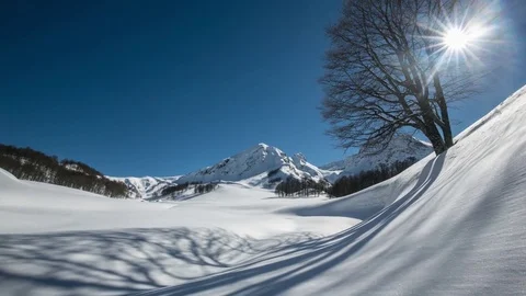 Tree and Shadow on the snow. Pan up time lapse Stock-Footage 83688739