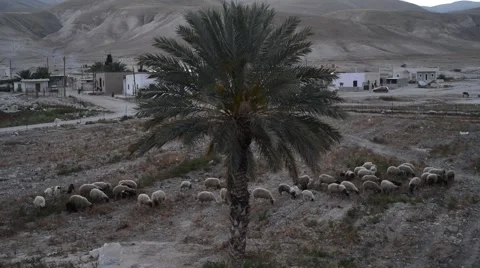 A Tree and Sheep, A Ffock of sheep grazes Stock Footage 66348107