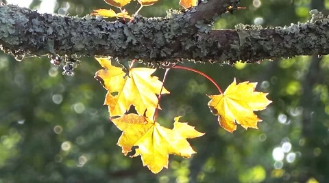 Tree and sheets in the autumn 1 库存影片 50877532