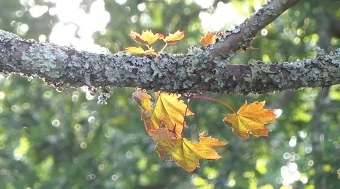 Tree and sheets in the autumn Stock Footage 50877465