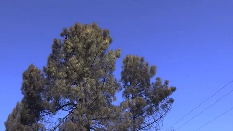 A TREE AND THE SKY AFTER FOREST FIRE Stock Footage 209138362