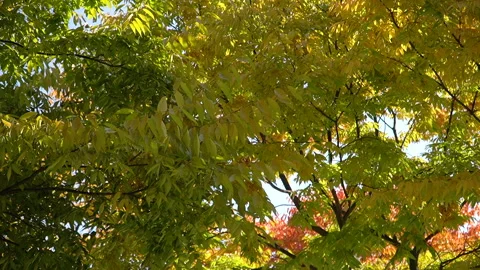 Tree and the sky in autumn 스톡 동영상 169893313