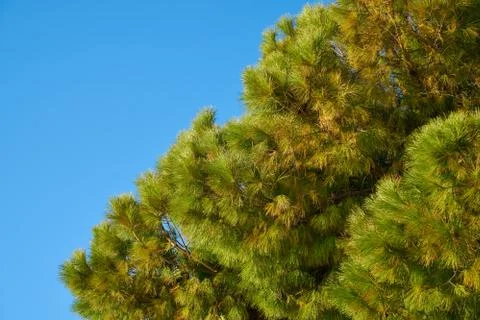 Tree and Sky Background Stock Photos