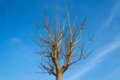 Tree and Sky Background Stock Photos