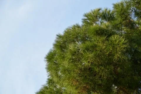 Tree and Sky Background Stock Photos