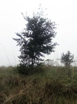 Tree and Sky Background. Foto stock