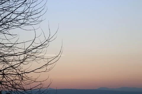 Tree and sky with copy space. Stock Photos