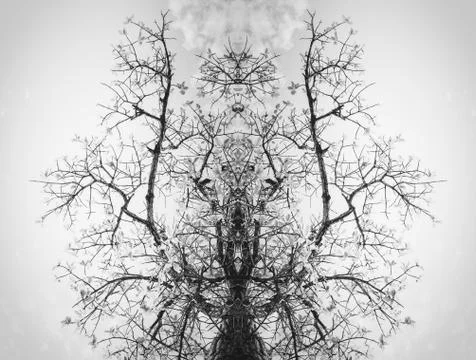 Tree and sky in countryside Stock Photos