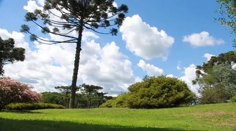 Tree and sky 動画素材 46090742